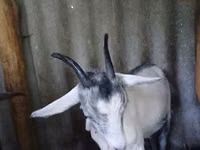 Goat, Goats — photo 5