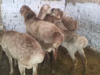 Vædder, Rhon sheep — foto 4