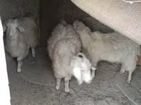 Capra, Capre — foto 1