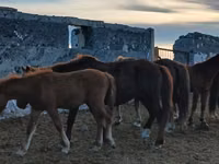 Kuda betina, Horses — foto 1