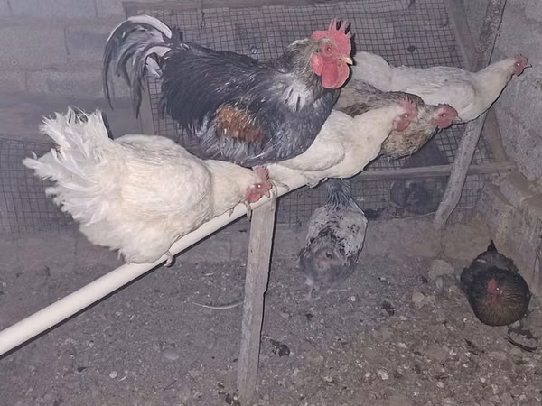Chickens