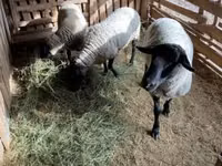 Ram, White Suffolk sheep — photo 4