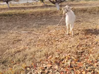 Billy Goat, Goats — photo 5