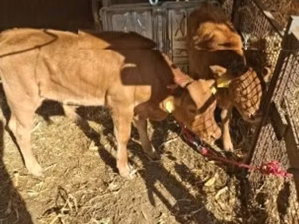 Bull, Limousin cow — Hungary