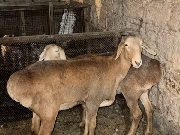 Sheep, Saryarka sheep