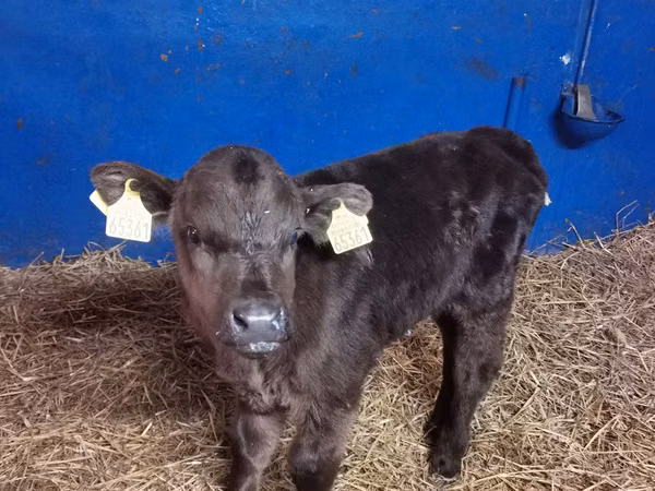Bika, Aberdeen-Angus