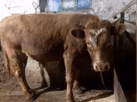 雄牛, Swiss cattle — 写真 2