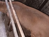Ram, Sheep — photo 2