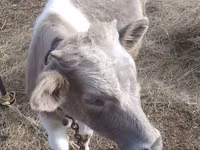 Bulle, Simmental cattle — Foto 3
