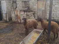 Montone, Blackheaded Persian sheep — foto 4