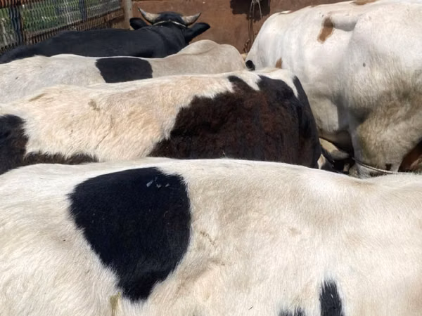 گاو نر, Russian Black pied cattle