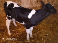 Cow, Russian Black pied cattle — photo 4