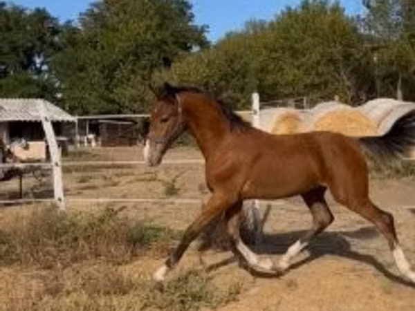 Hing, Dutch warmblood horse