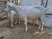 Goat, Goats — photo 1