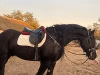 ม้าตัวผู้, Friesian — รูปภาพ 3