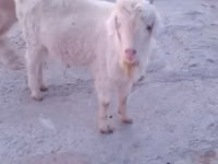 Goat, Saanen goat — photo 3