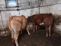 Bydło (partia, płeć nieokreślona), Simmental cattle — zdjęcie 2