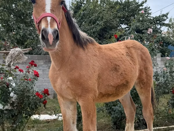 اسب نر, اسب