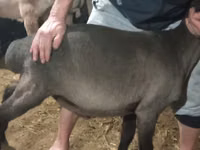Խոյ, Hissar sheep — լուսանկար 3