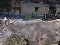 Էգ ձի, Ձիեր — լուսանկար 7
