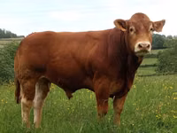Banteng, Limousin cow — foto 2