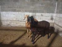 Ram, Arashan sheep — photo 3