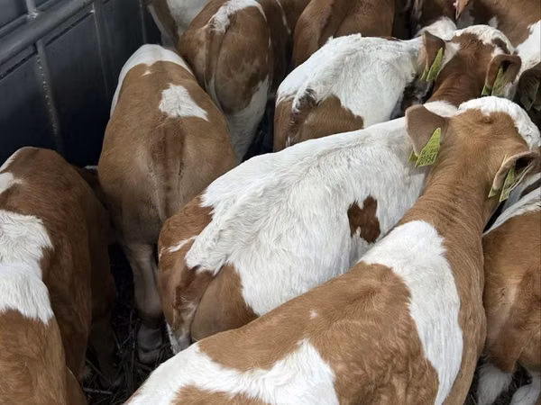 Bulle, Simmental cattle