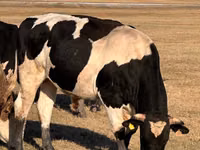 Bull, Russian Black pied cattle — photo 1