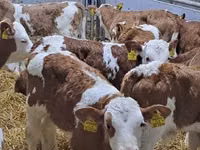 Skot (série, pohlaví neuvedeno), Simmental cattle — foto 1