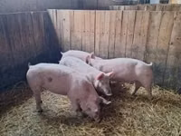 หมูป่าตัวผู้ — รูปภาพ 4