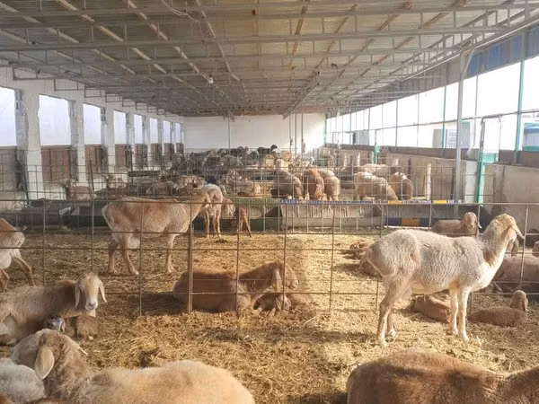 Sheep (batch, sex not specified), Sheep — Uzbekistan