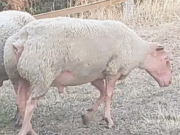 Ram, Rouge de l’Ouest sheep