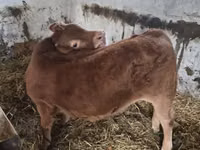 Bull, Limousin cow — photo 3