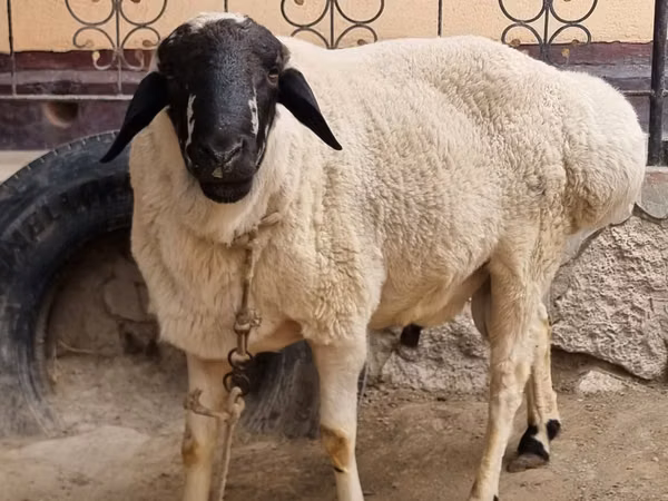 Carnero, Ovejas — Uzbekistán