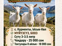 Billy Goat, Saanen goat — photo 2