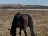 암말, Horse breed — 사진 2