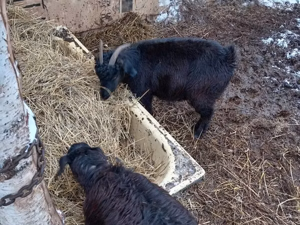 Goats (batch, sex not specified), Goats — Kazakhstan