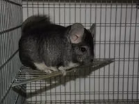 Vindem coliere din aluminiu pentru chinchila (șinșila,chinchila,шиншила) — 写真 5