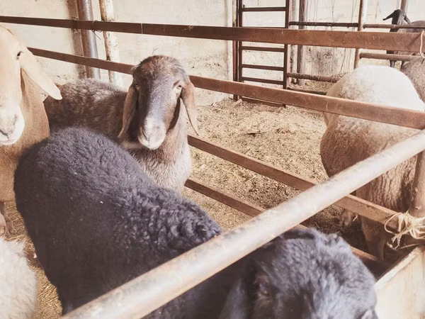 Schaap, Schapen