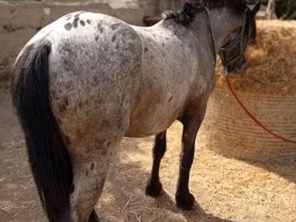 Horse (M), Appaloosa