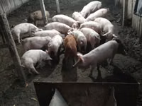 Boar, Pigs — photo 2