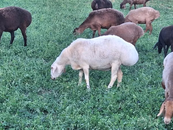 Sheep, Sheep