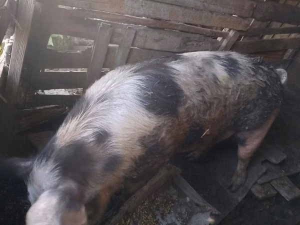 Boar, Pigs — Kazakhstan