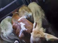 گاو نر, Simmental cattle — عکس 2