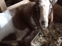 Kozel, Nubian Goat — foto 2