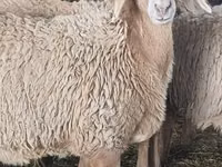میش, گوسفند — عکس 2