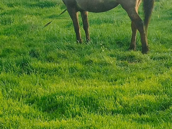 Mare, Horses — Moldova