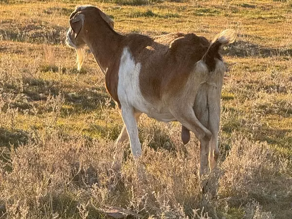 Billy Goat, Goats