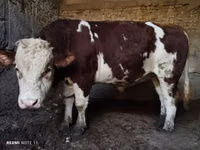 公牛, Simmental cattle — 照片 7