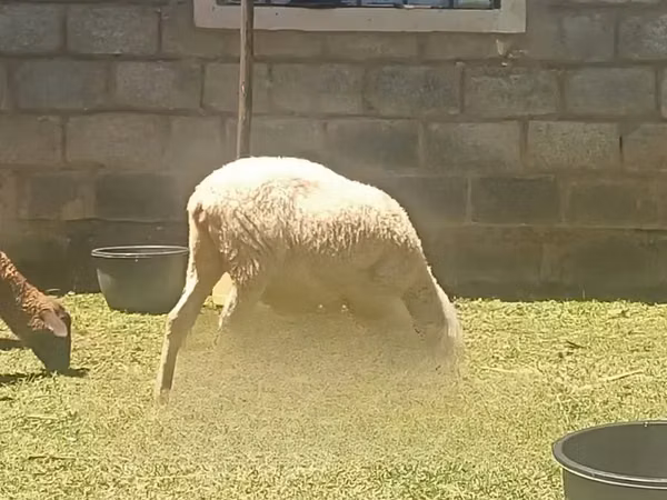 母羊, Sheep — 肯尼亚